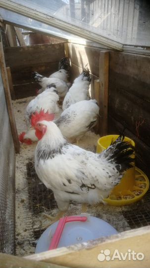 Петухи Адлерская серебристая