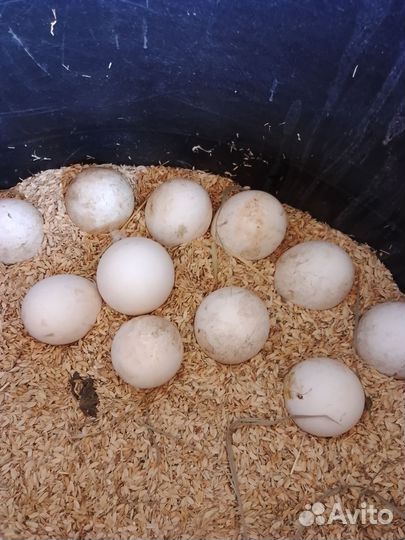 Инкубационное яйцо гусей
