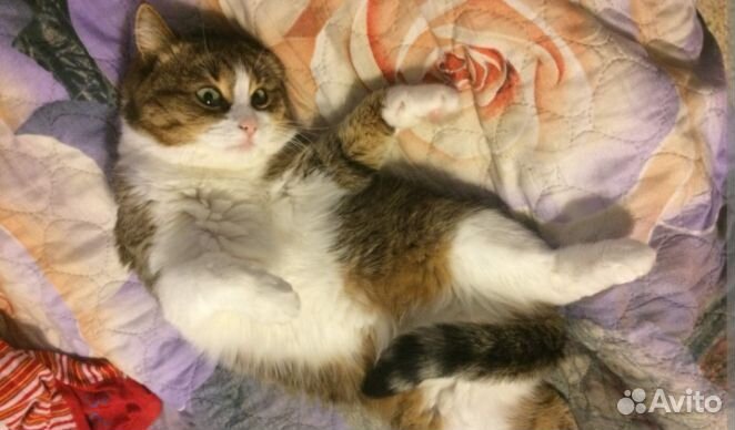 Передержка домашних животных