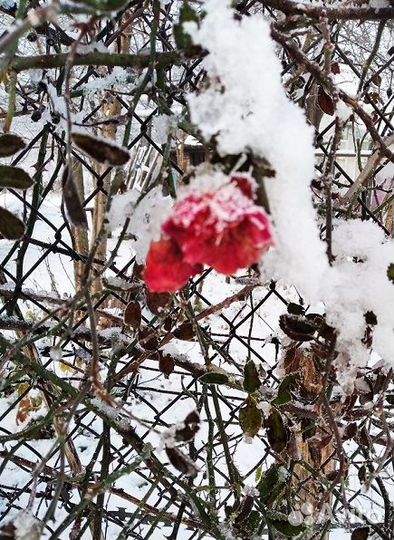 Плетистая роза