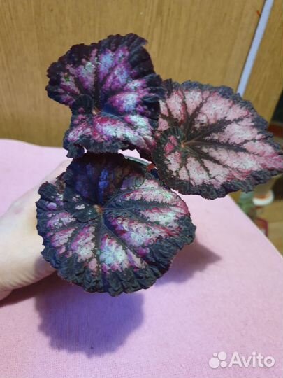 Бегонии Королевские и филодендрон Бурле Макс