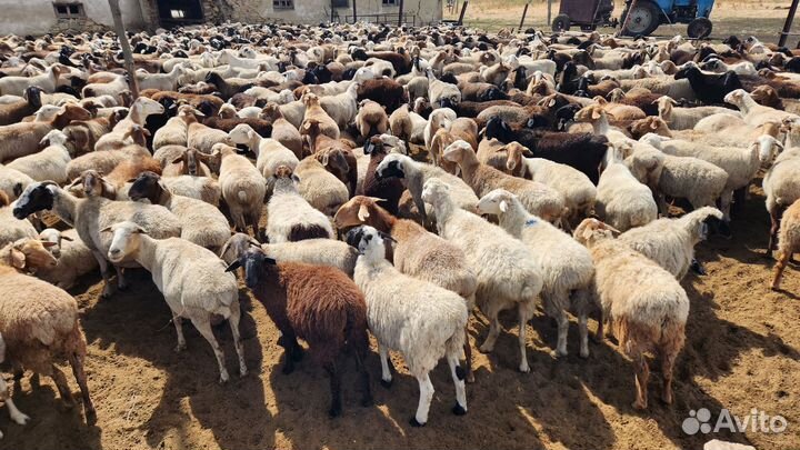 Овцы бараны ягнята