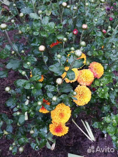 Хризантемы