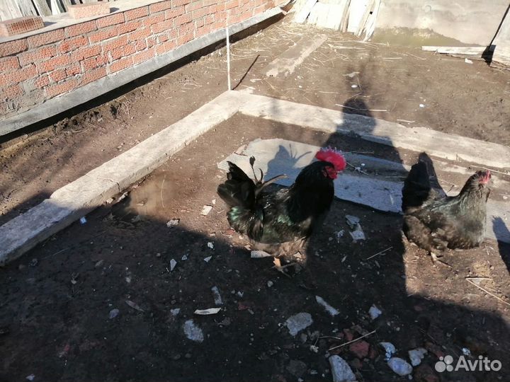 Петушки деревенские, 10 мес