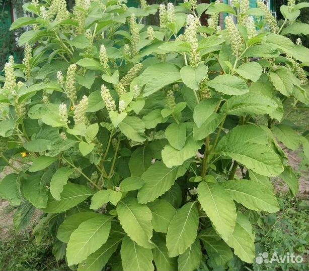 Лаконос американский