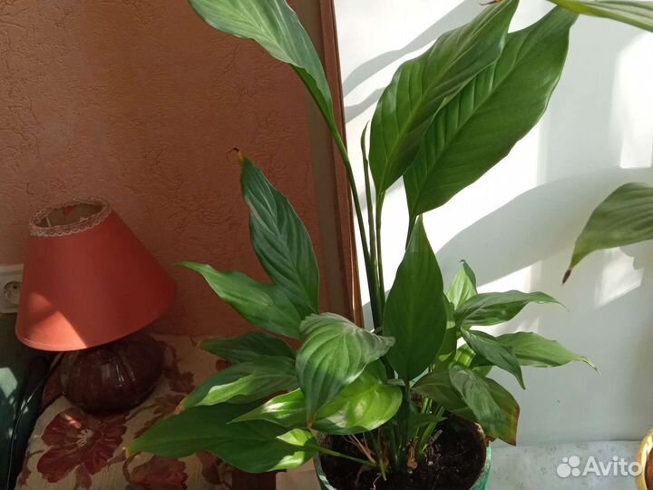 Цветок спатифиллум женское счастье