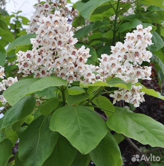 Саженцы Катальпы