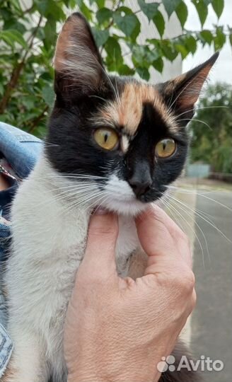Кошечка в добрые руки