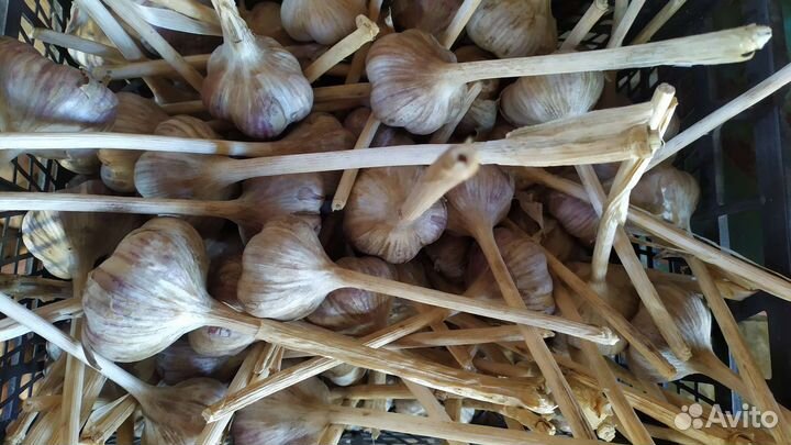 Чеснок озимый