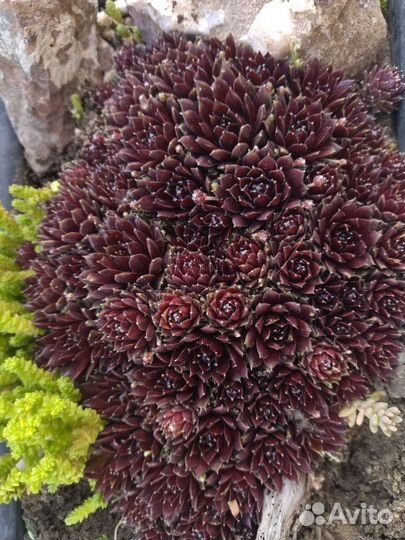 Морозостойкие кактусы, молодило, очитки