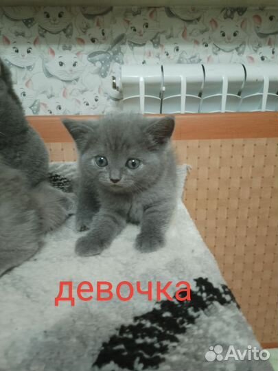 Шотландские котята