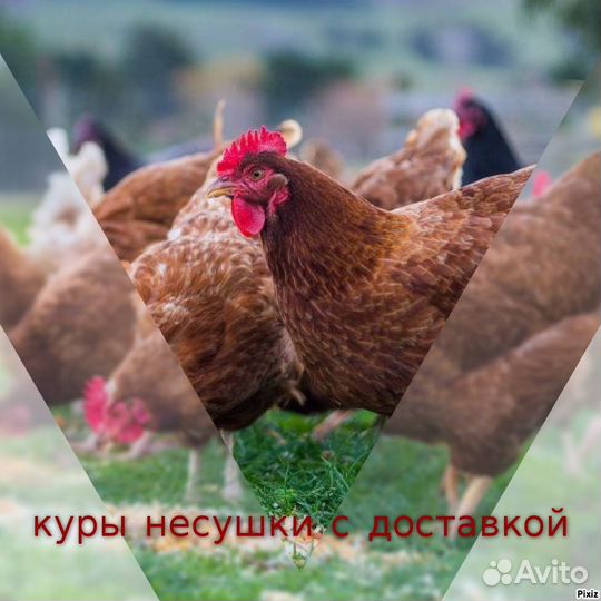 Несушки в адрес