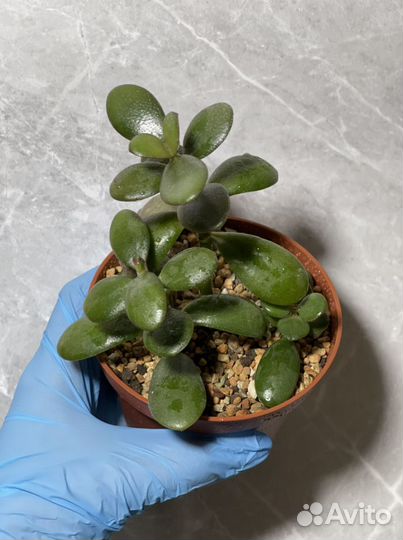 Crassula Ovata (Толстянка, Денежное дерево)