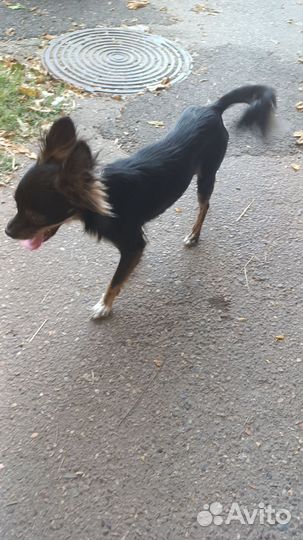 Найдена собака