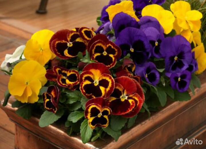 Семена профессиональные