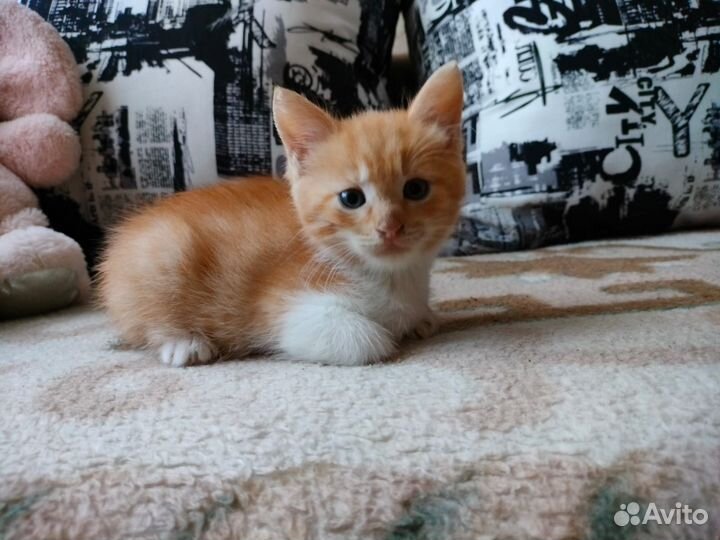 Кошка в дар бесплатно