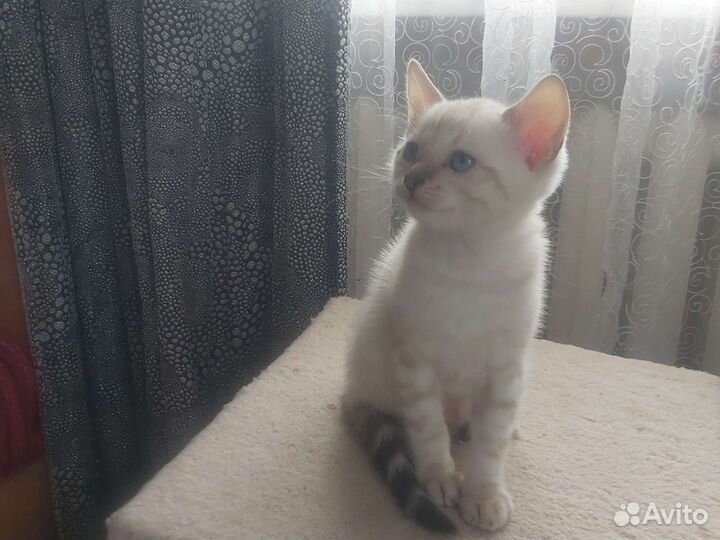 Бенгальские котята