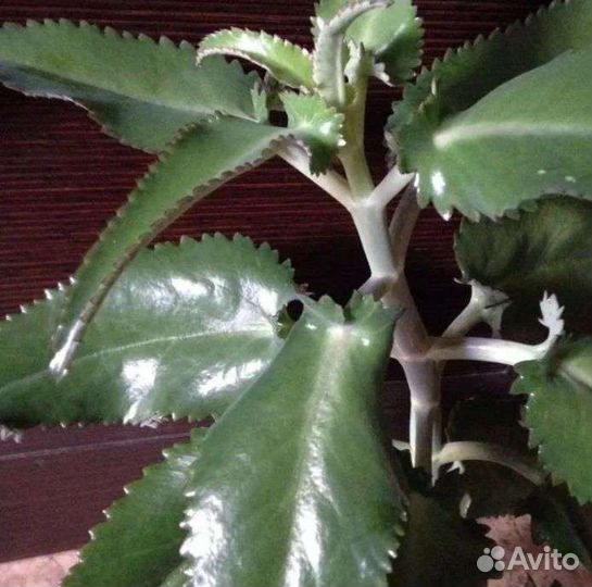 Каланхоэ лечебное