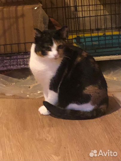 Кошка трезцветная в добрые руки