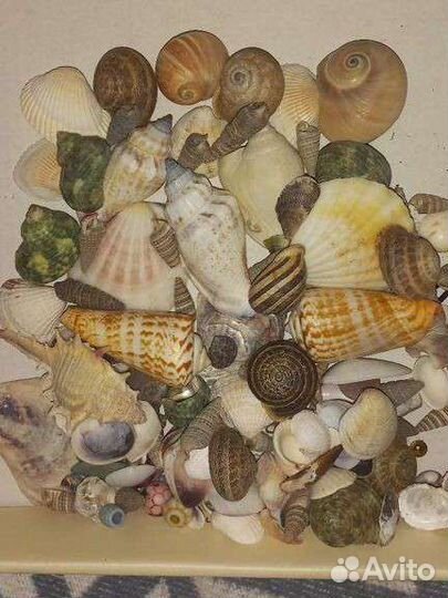 Набор Морских ракушек