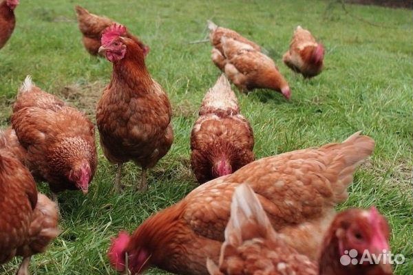 Курочки-несушки