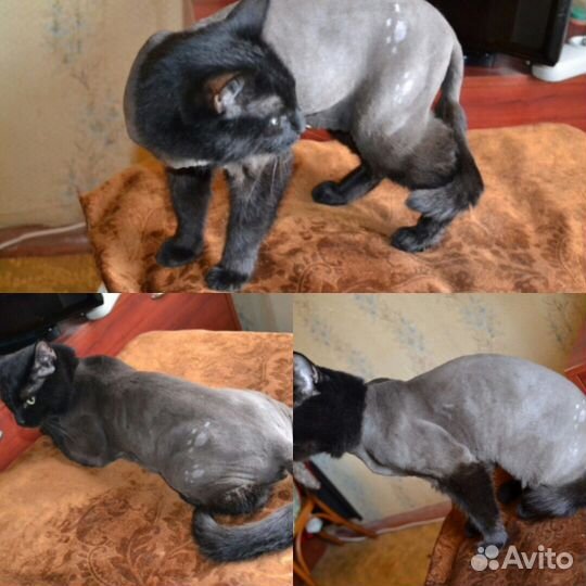 Стрижка кошечек