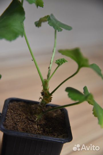 Герань пеларгония