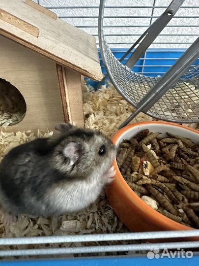 Джунгарский хомяк