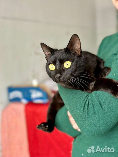 Отдам в добрые руки