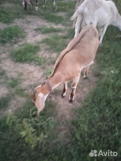 Дойные нубийские козы и зааненка