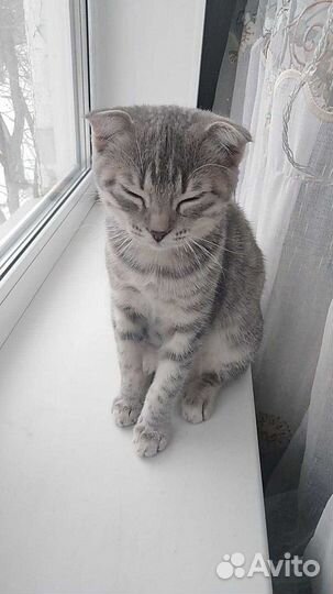 Котята мама вислоухая Шотландка