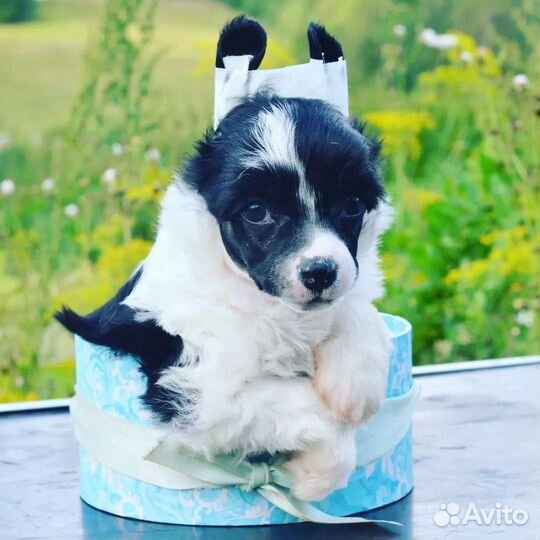 Породистый пуховый мальчик 2 мес