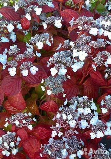 Hydrangea serrata shojo гортензия