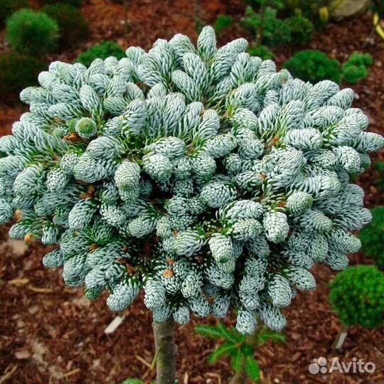 Пихта когоутс айсбрекер на штамбе