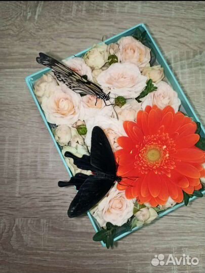 Живые бабочки, фермы бабочек, подарочная продукция