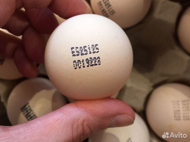 Ия сельхоз птицы опт/розница импорт