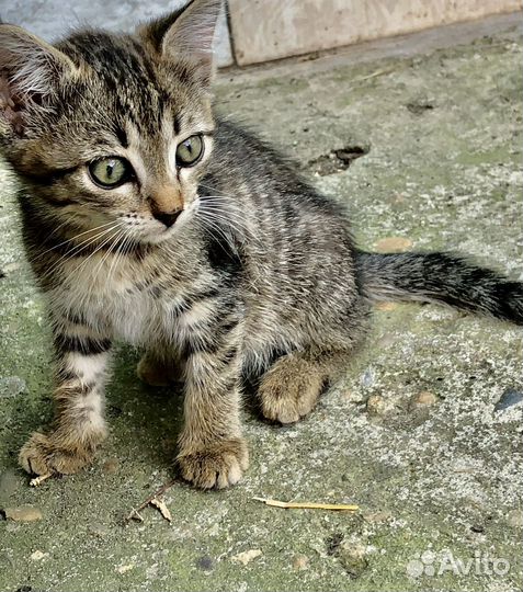 Кошка домашняя