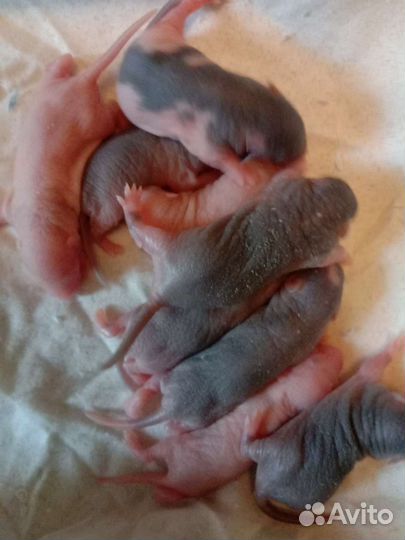 Декоративная крыса дамбо, рекс