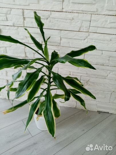 Пальма драцена