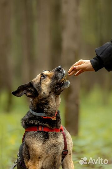 Романтичная особа ищет хозяина-мечтателя