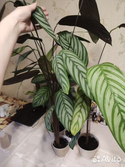 Ктенанта оппенгейма