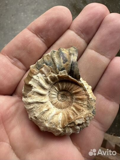 Аммонит в коллекцию