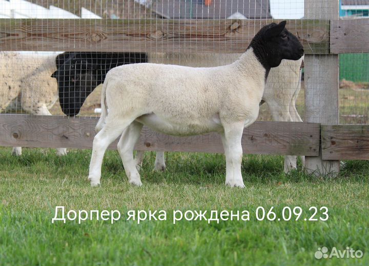 Дорпер ярки и баранчик