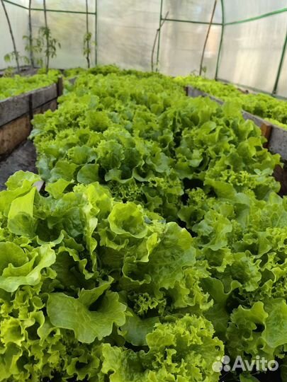 Свежая зелень