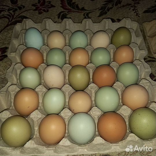 Инкубационное яйцо кур микс