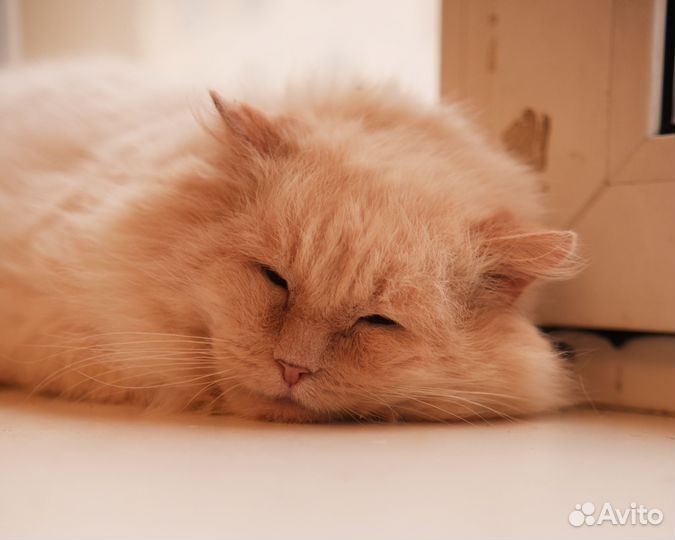 Шикарный кот