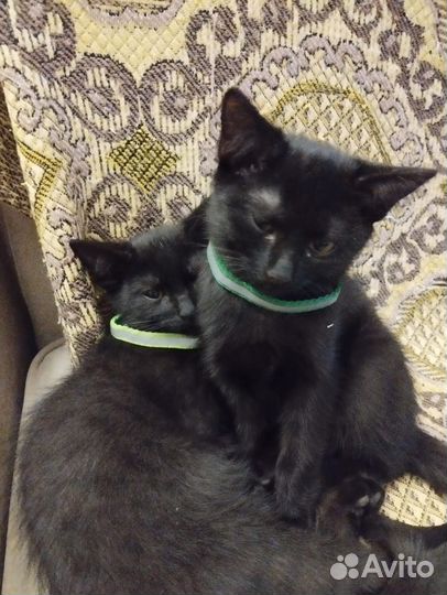 Черный котенок мальчик