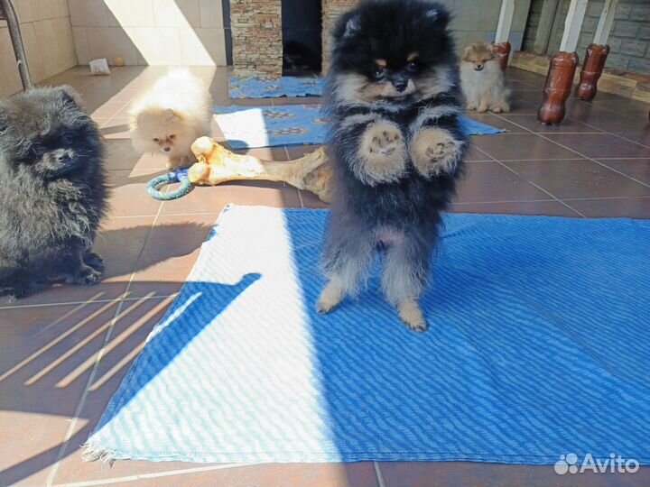 Померанский шпиц медвежьего типа