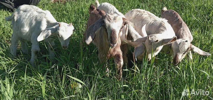 Козлята
