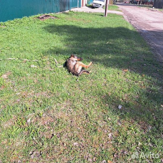 Собака в приюте